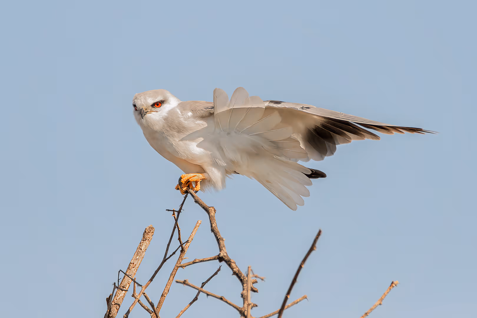 דאה שחורת כתף על ענף פורשת כנף