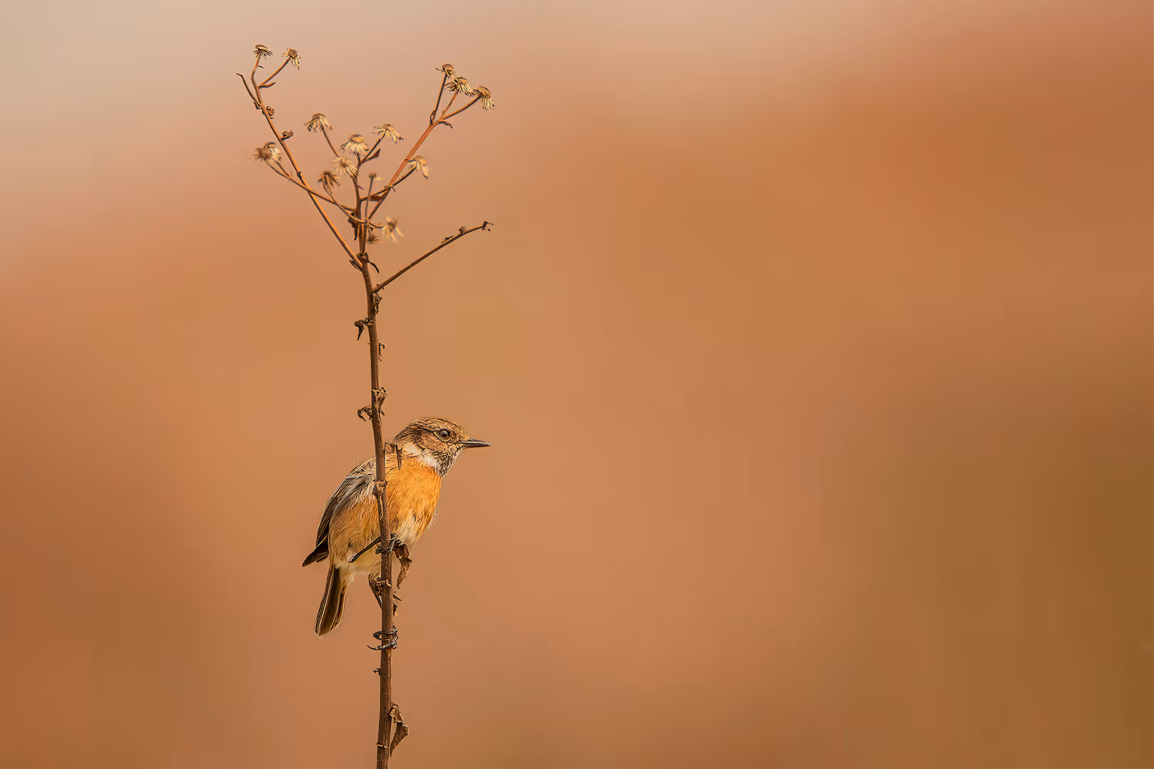 דוחל שחור גרון על צמח