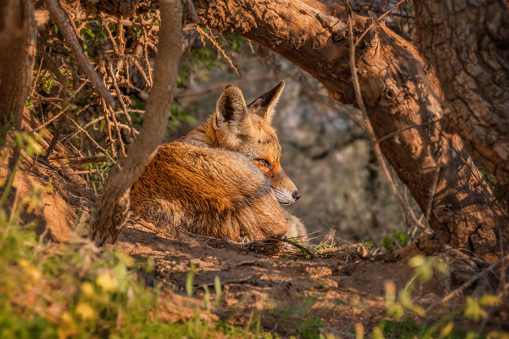 שועל מצוי בין העצים