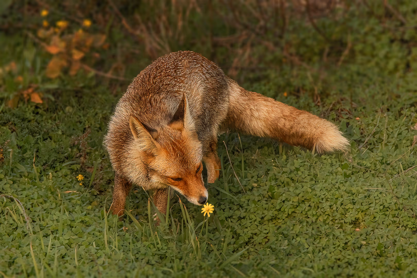 שועל מצוי מריח פרח 