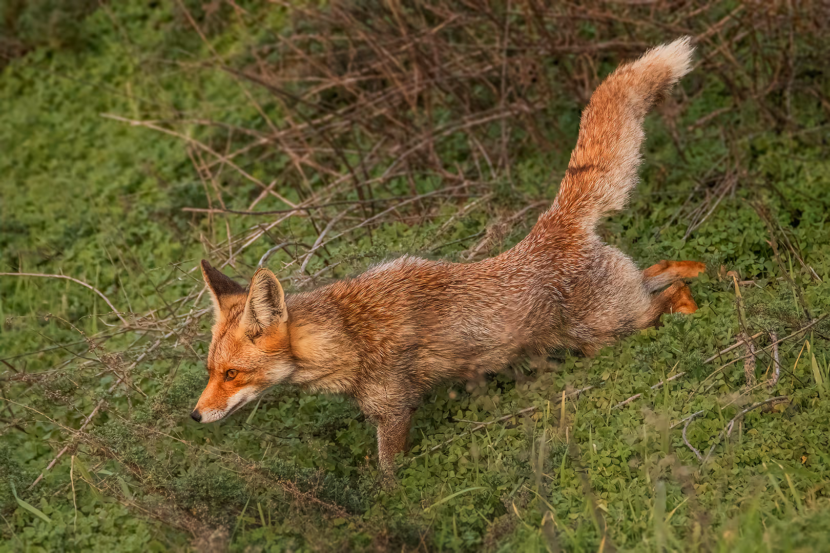 שועל מצוי מתמתח