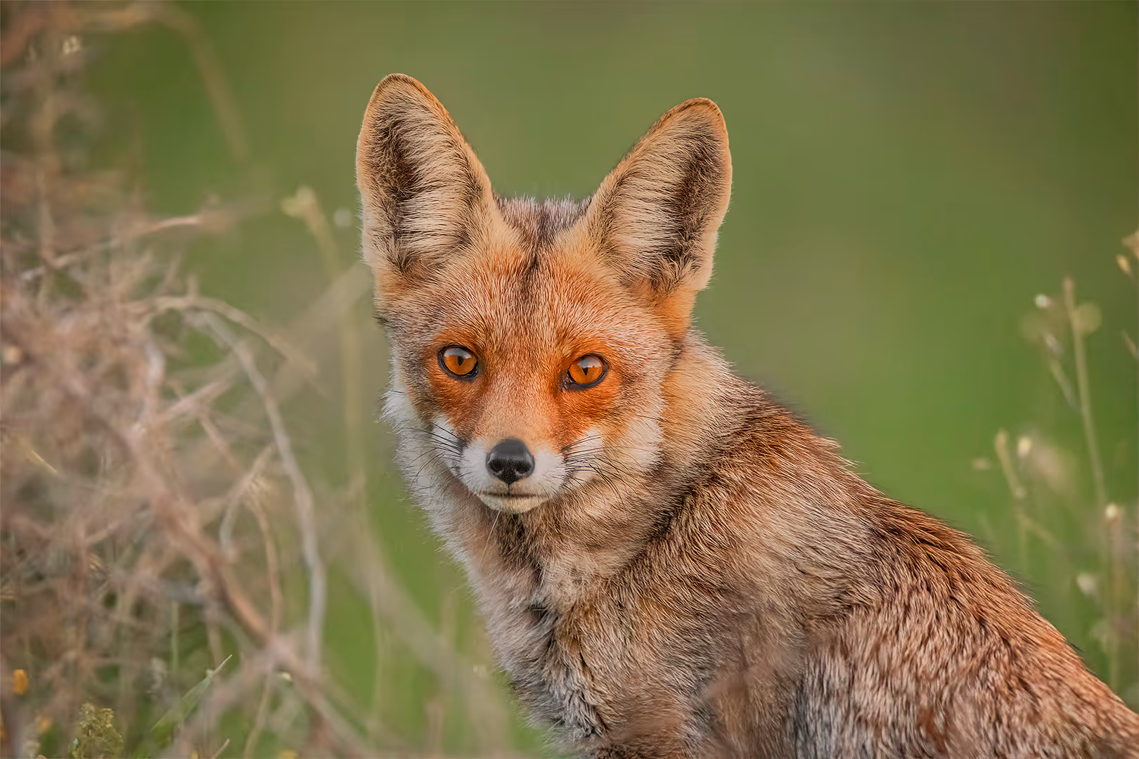 שועל מצוי מביט למצלמה