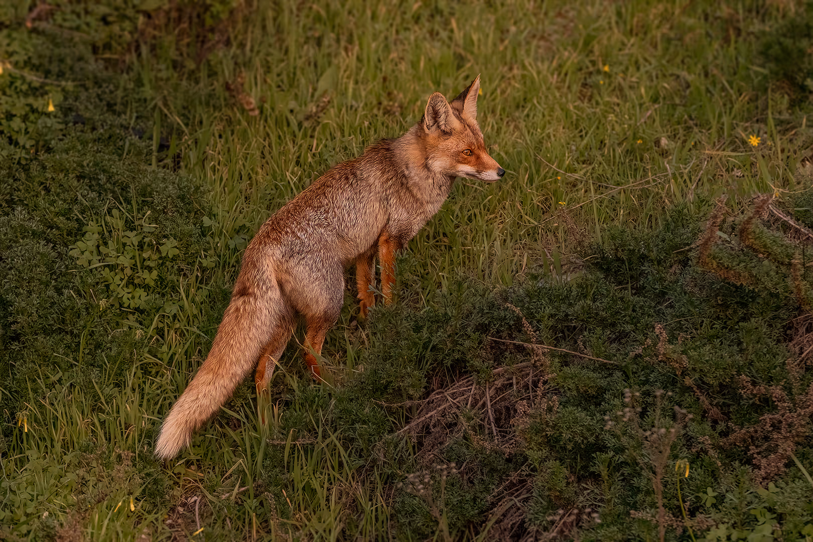 שועל מצוי מטפס ומביט