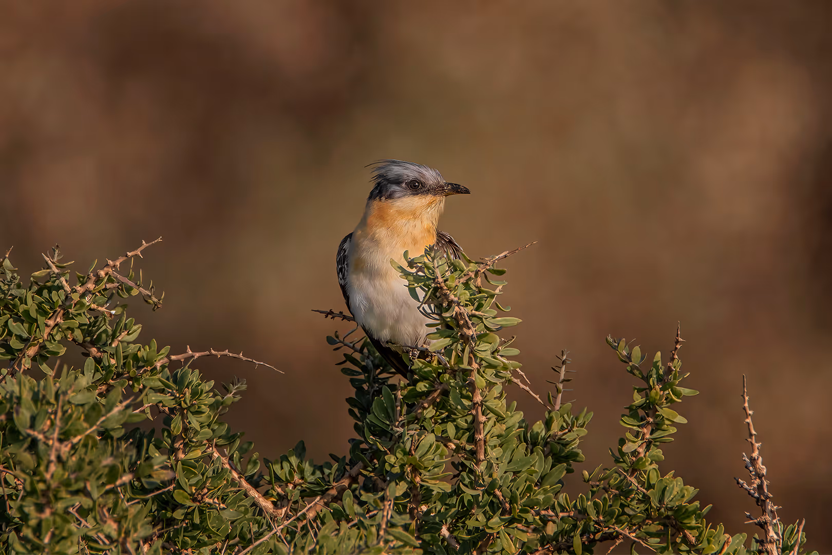 קוקיה מצויצת על שיח