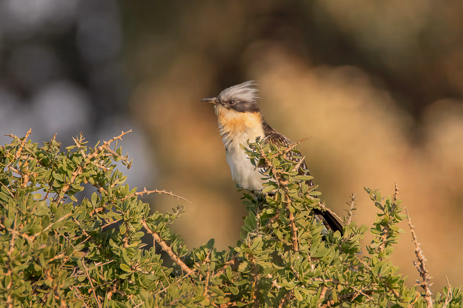 קוקיה מצויצת על שיח