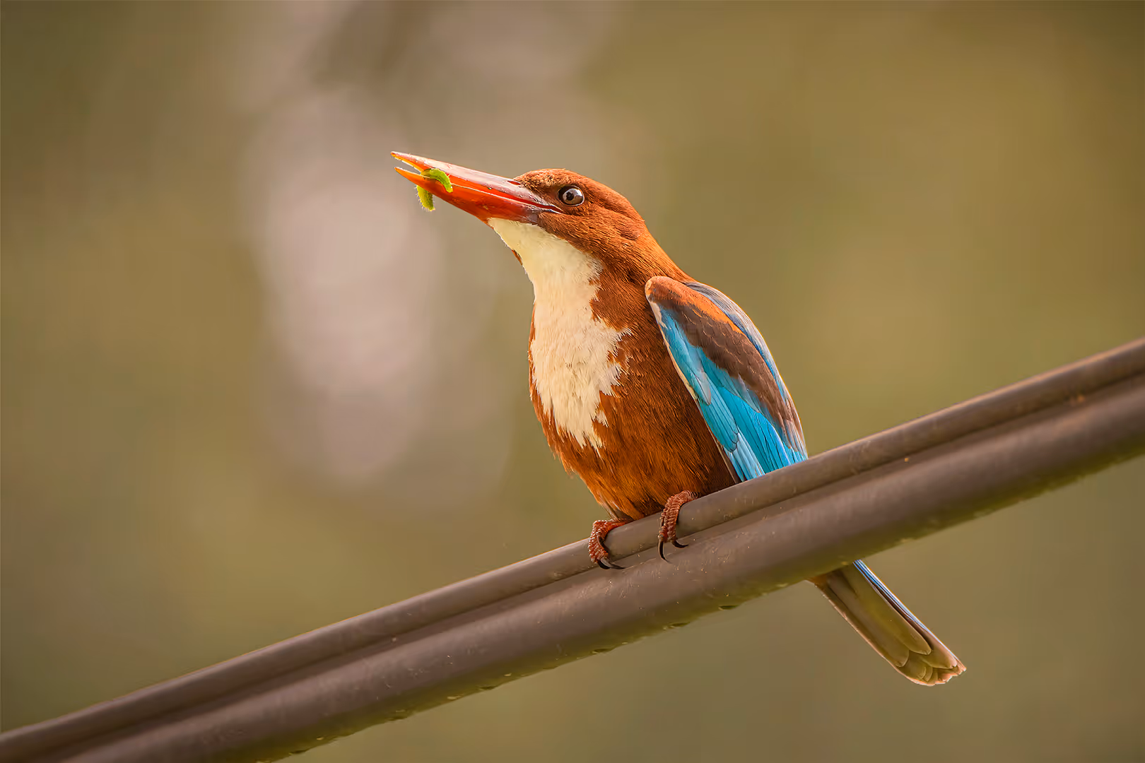 שלדג לבן חזה עם זחל