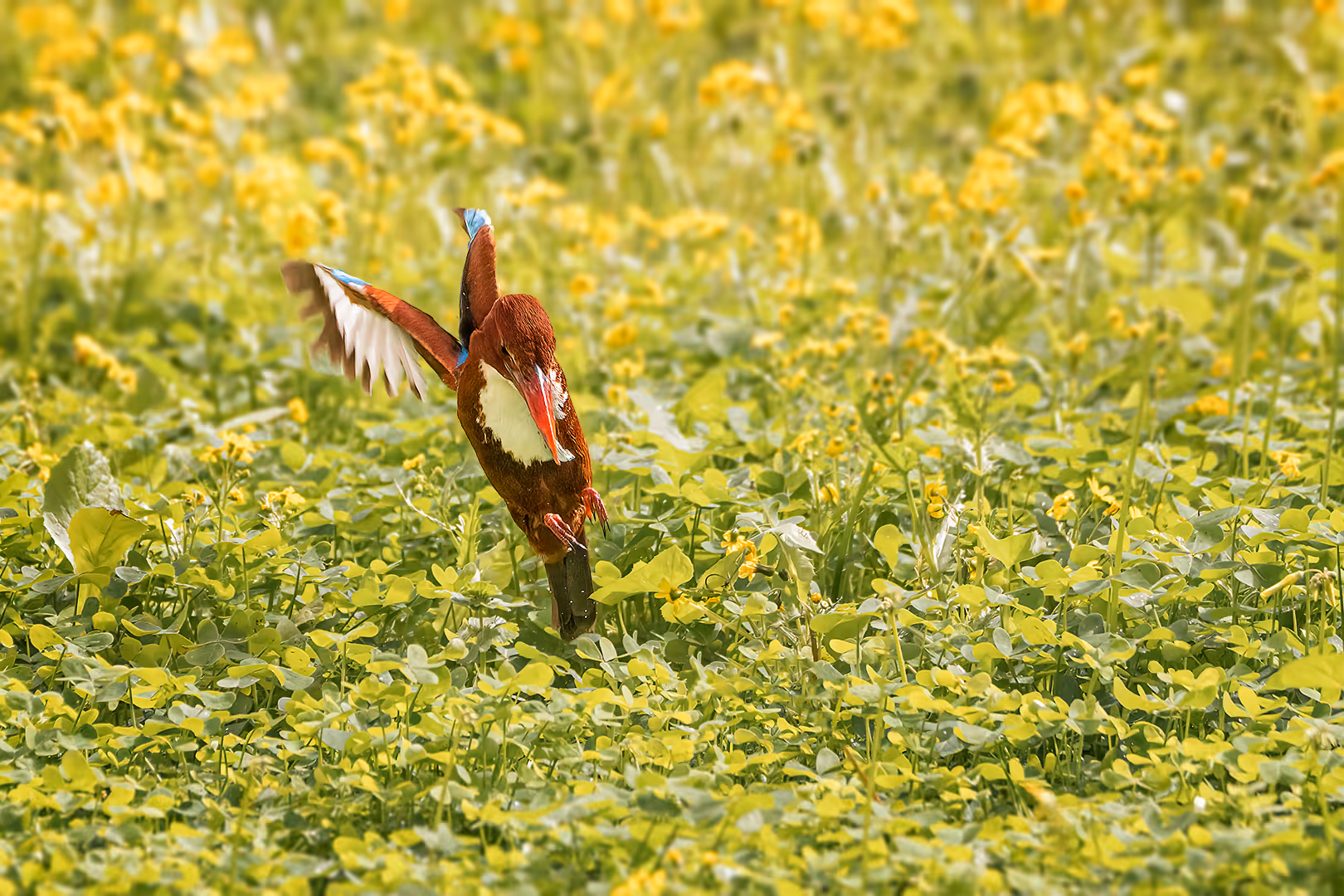 שלדג לבן חזה בציד