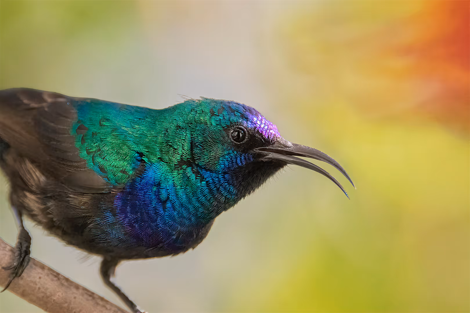צופית בוהקת בתקריב