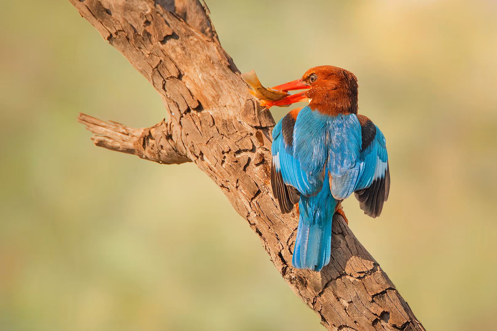 שלדג לבן חזה עם דג על ענף