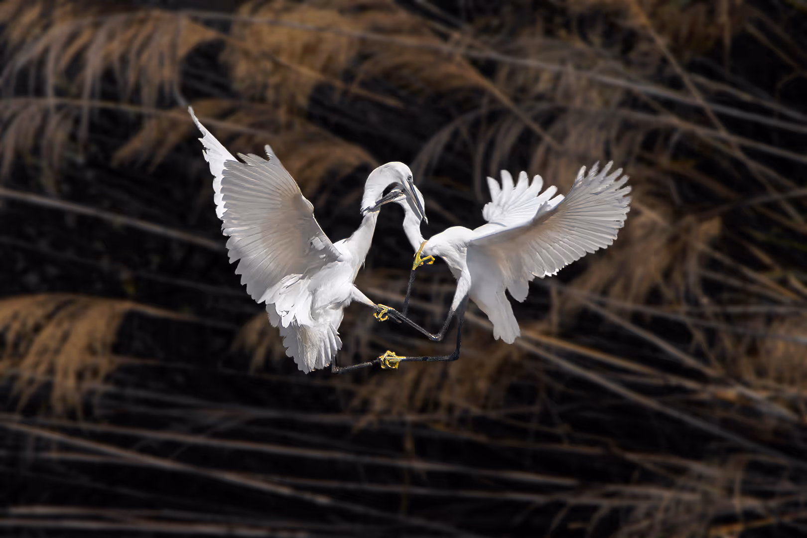 זוג לבניות קטנות נלחמות