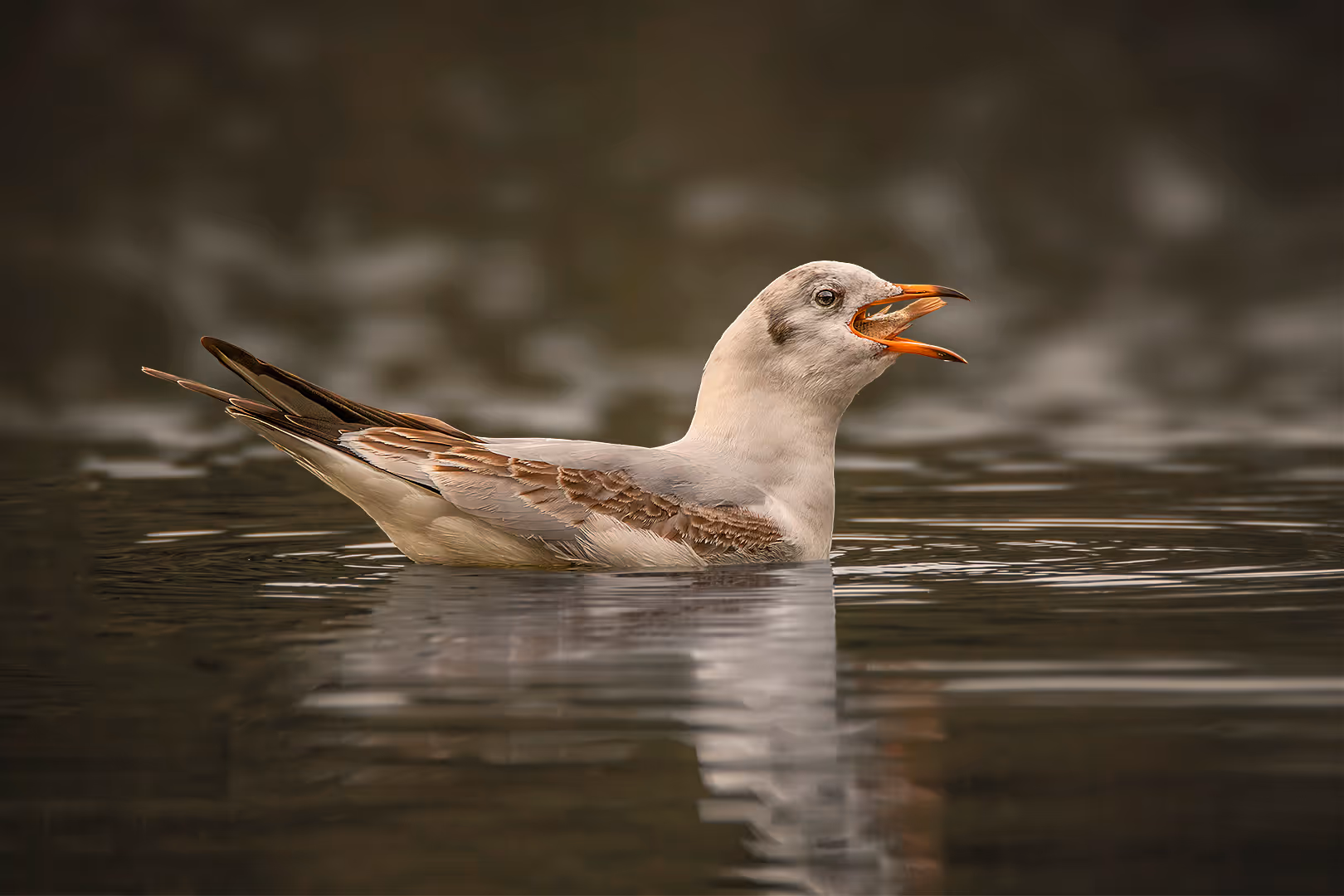 שחף אגמים בולע דג 
