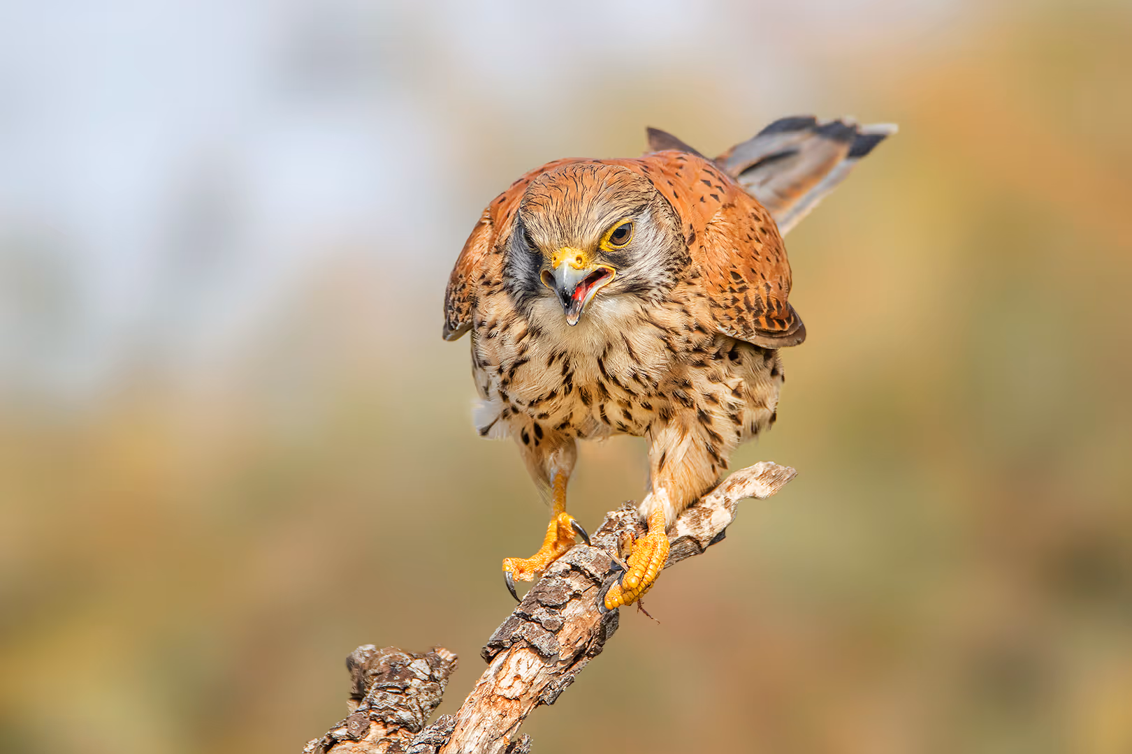 בז מצוי כעוס על ענף