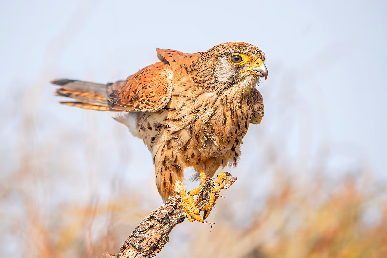 בז מצוי עם חגב על ענף 