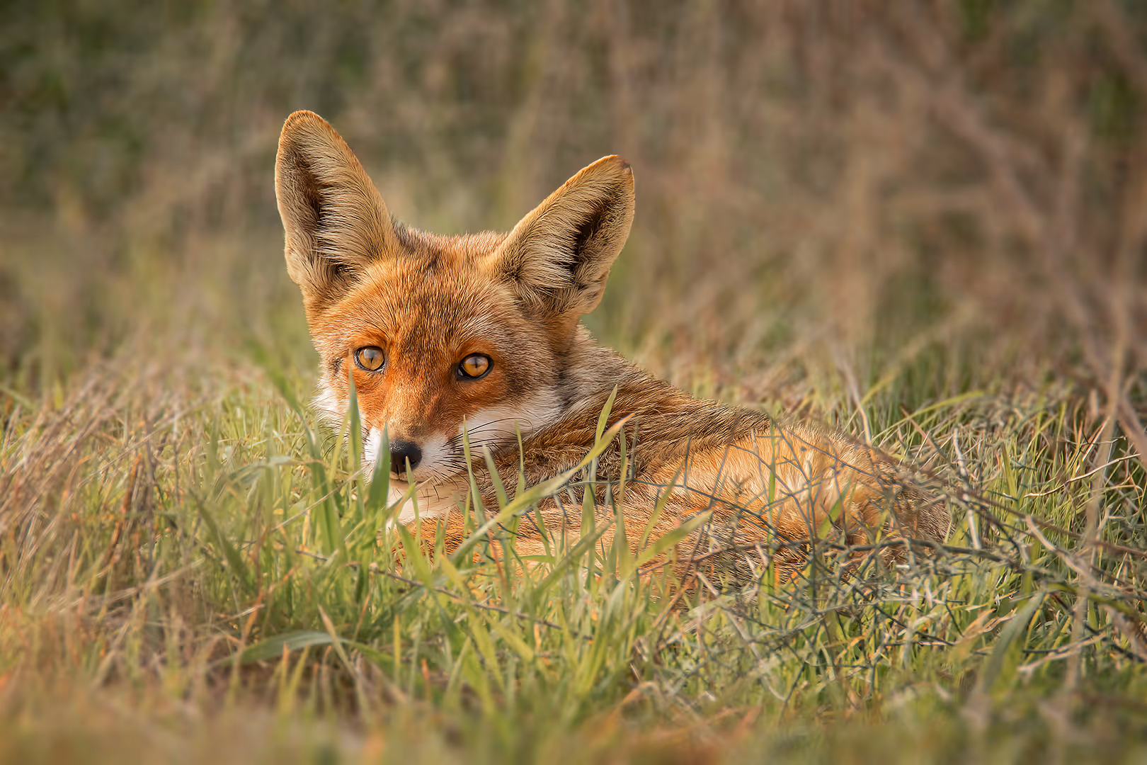 שועל מצוי נח בעשב