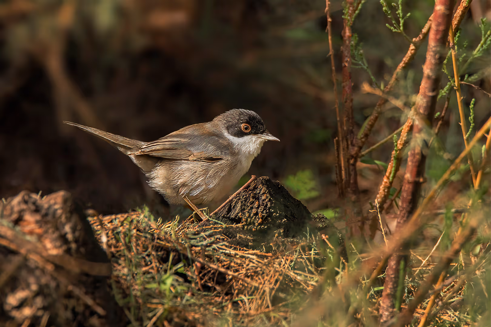 סבכי שחור ראש על עץ