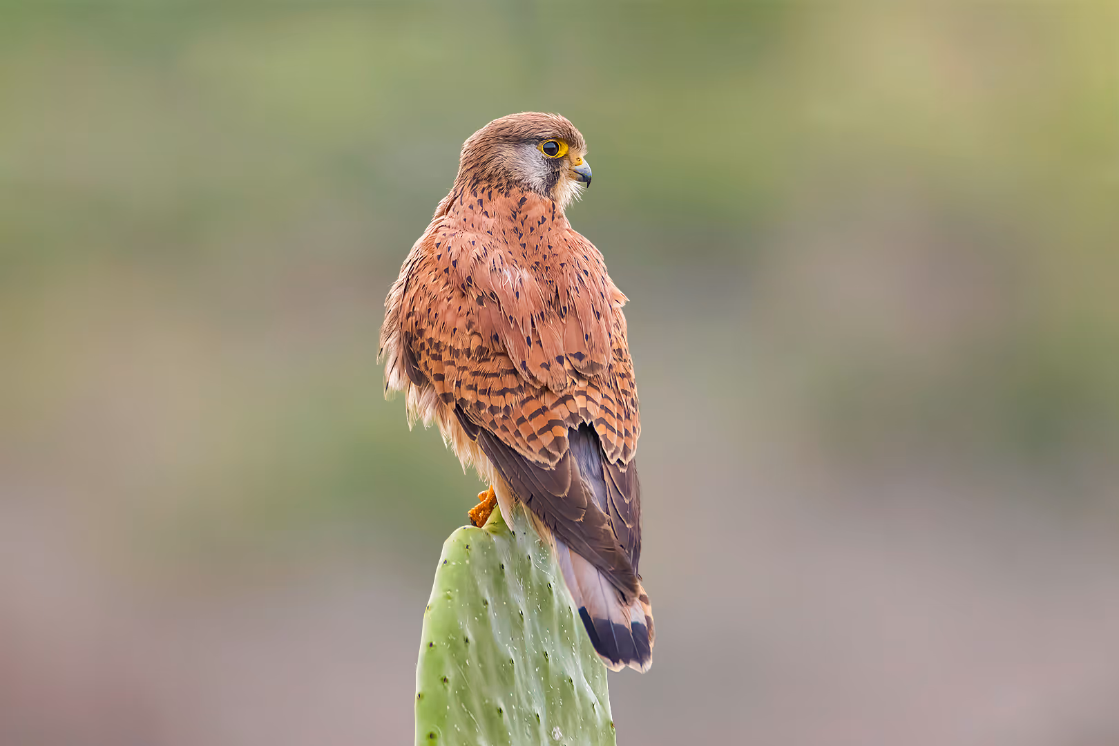 בז מצוי על סברס