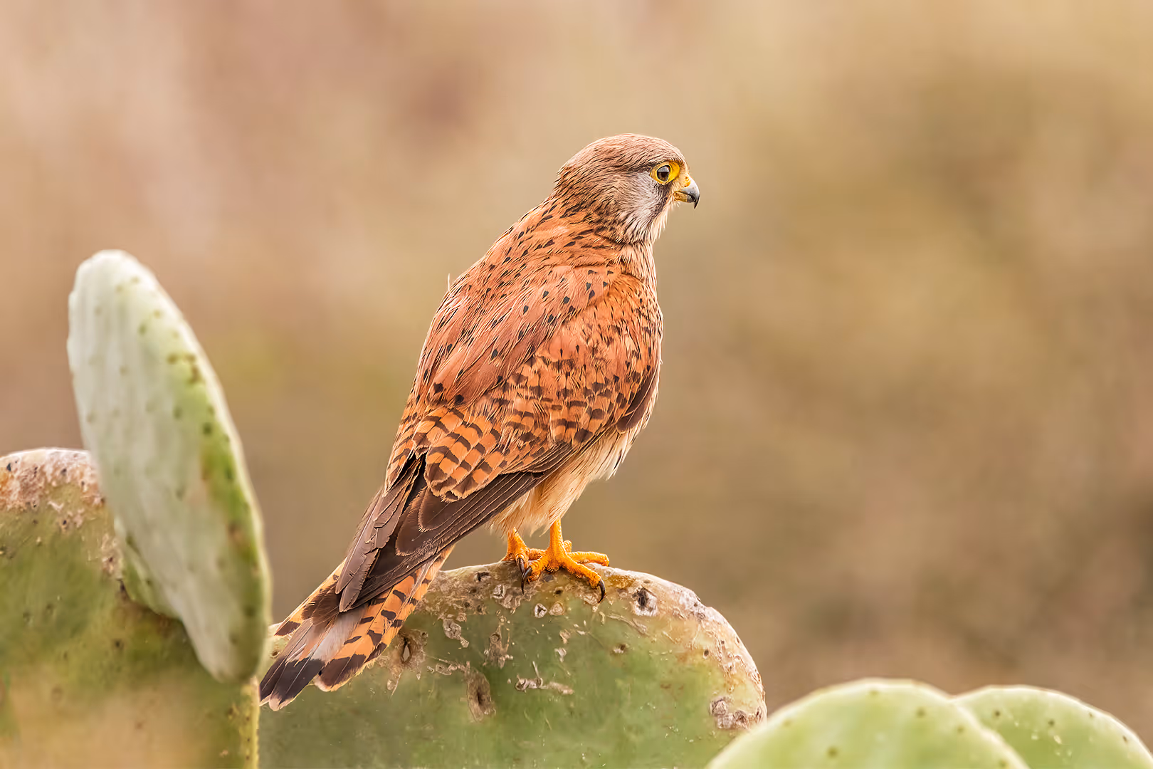 בז מצוי על שיח סברס 