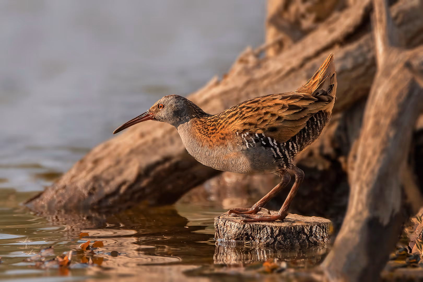 רלית המים באגם