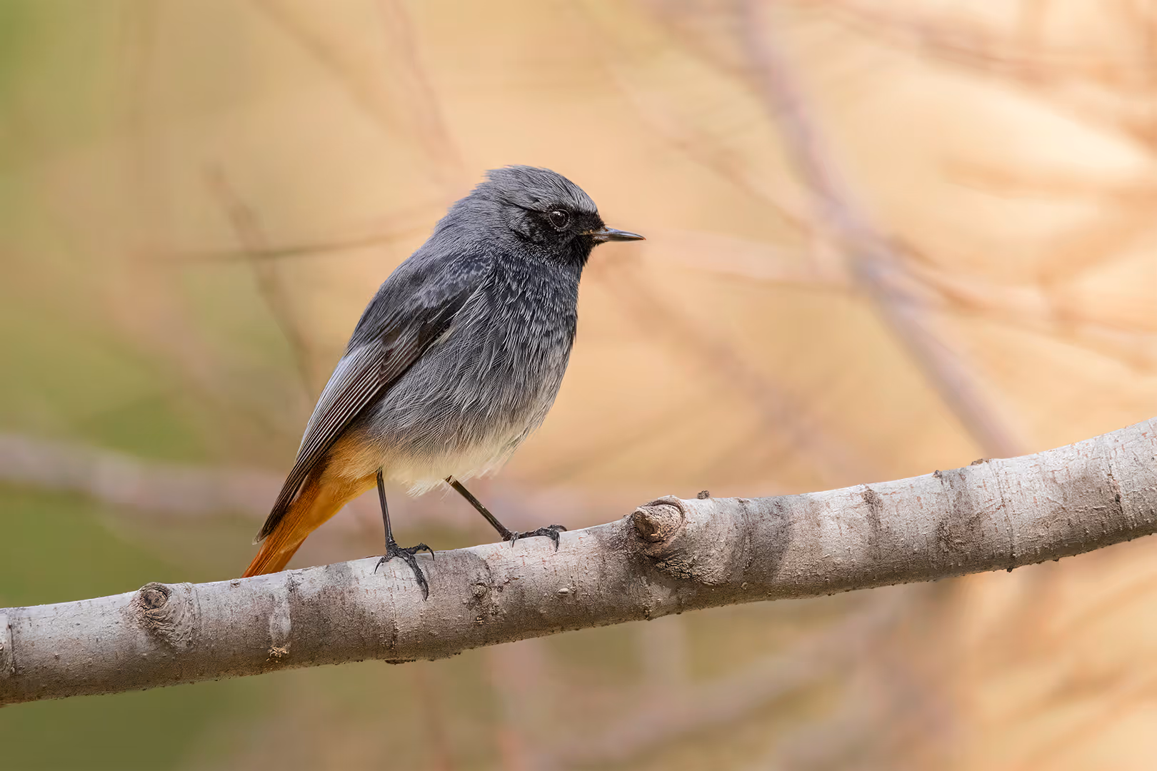 חכלילית סלעים על ענף