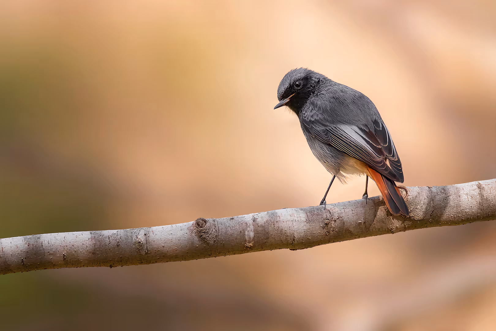 חכלילית סלעים על ענף מסתכלת לאחור