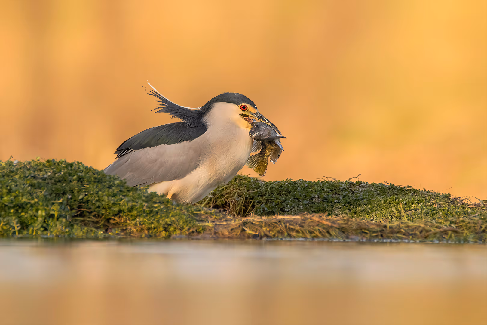אנפת לילה עם דג