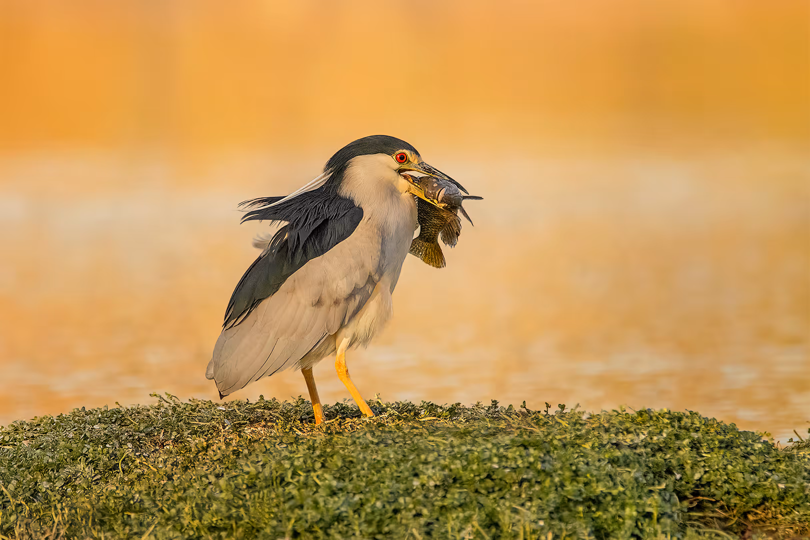 אנפת לילה הולכת עם דג 