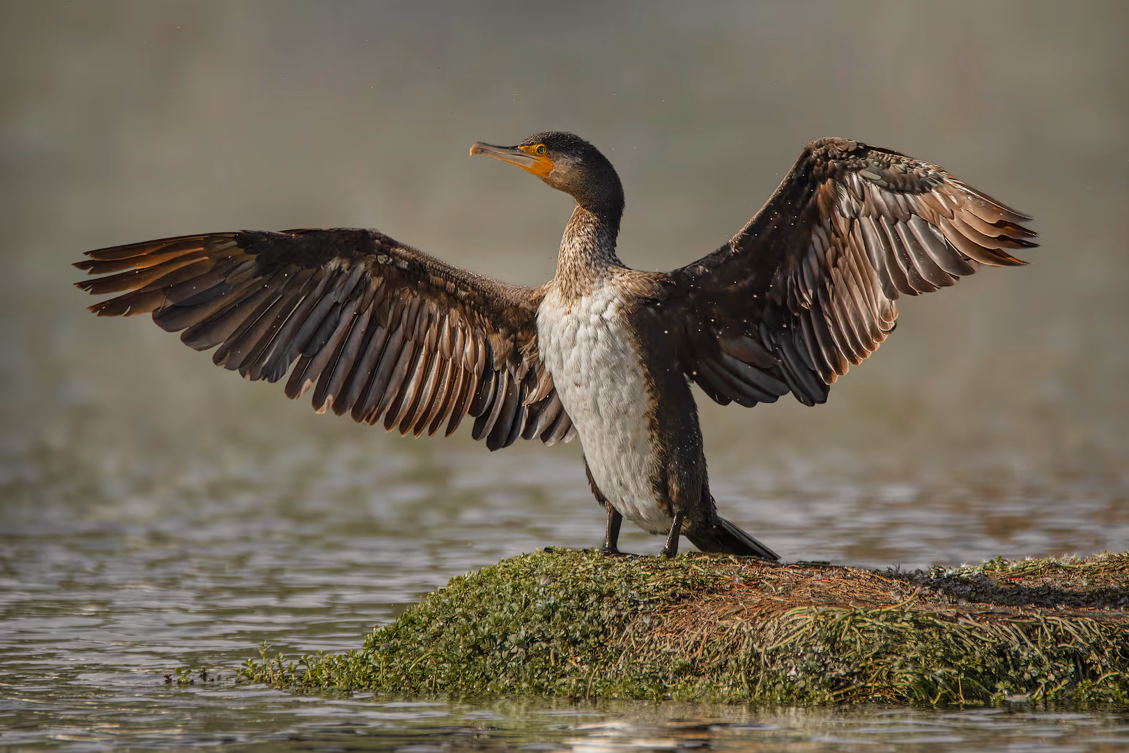 קורמורן גדול פורש כנפיים