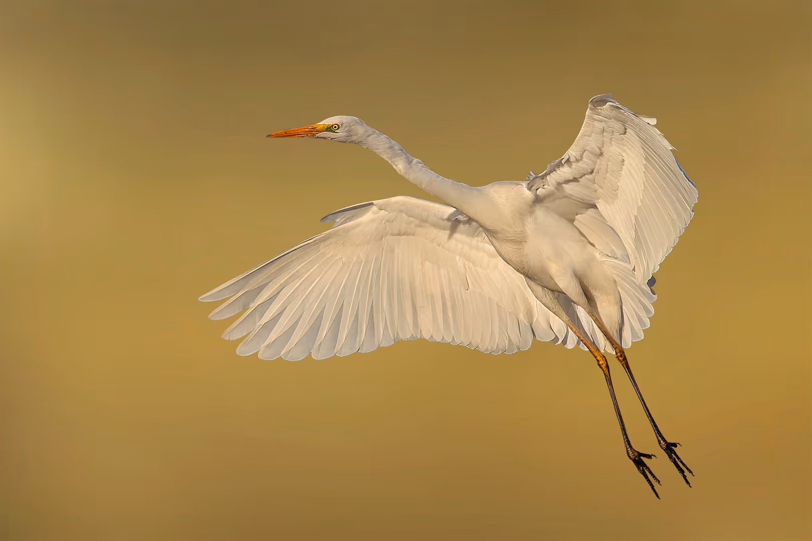 לבנית גדולה בתעופה