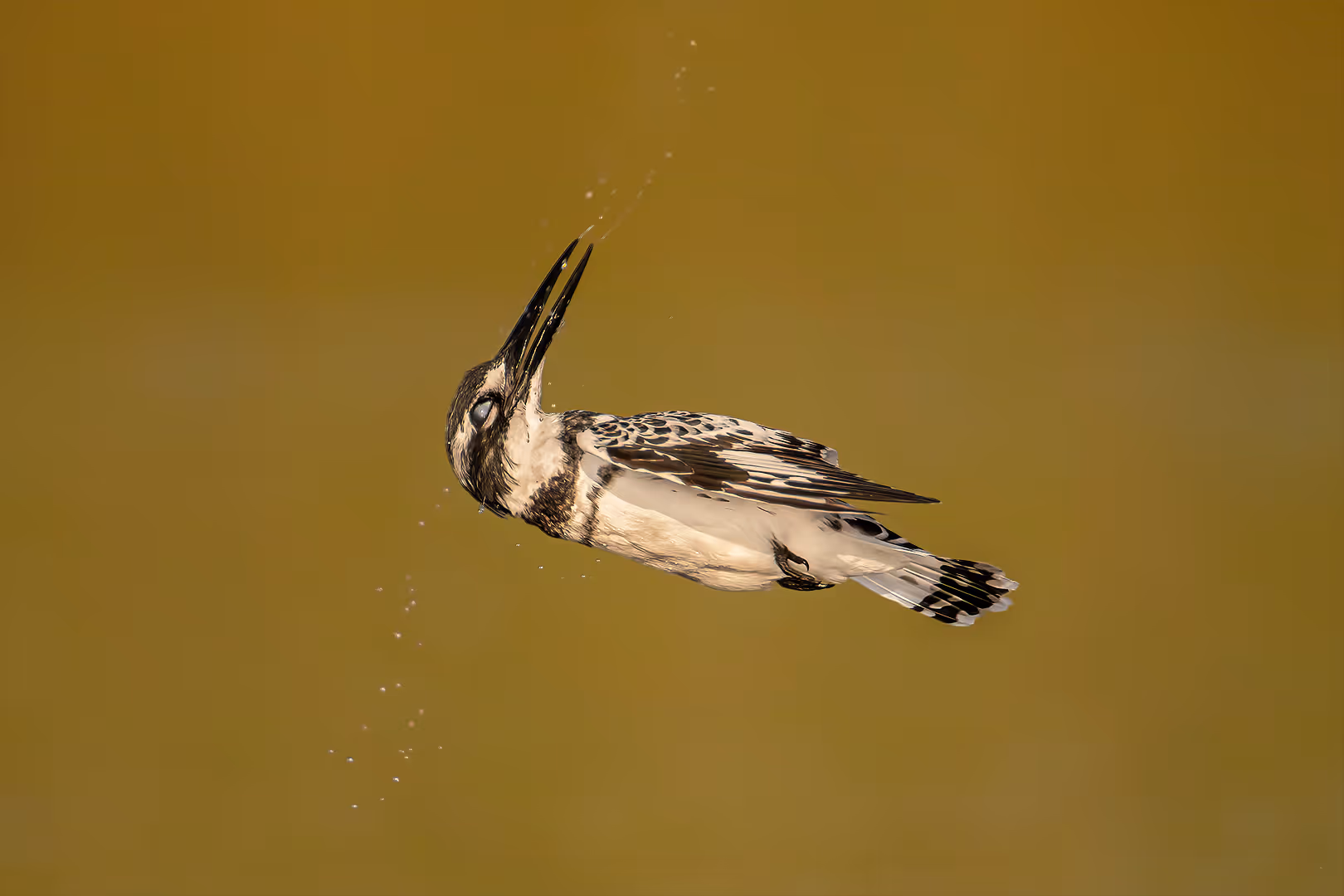 פרפור עקוד מתנער בתעופה