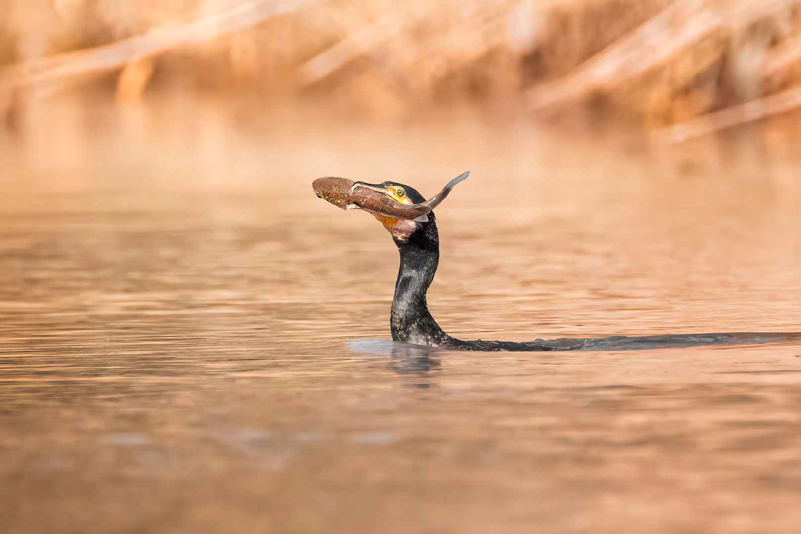 קורמורן גדול עם דג