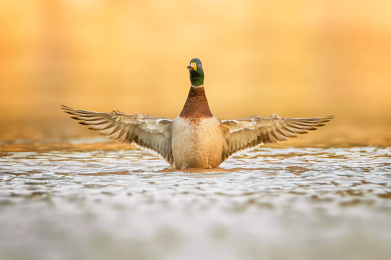 ברכייה פורשת כנפיים במים