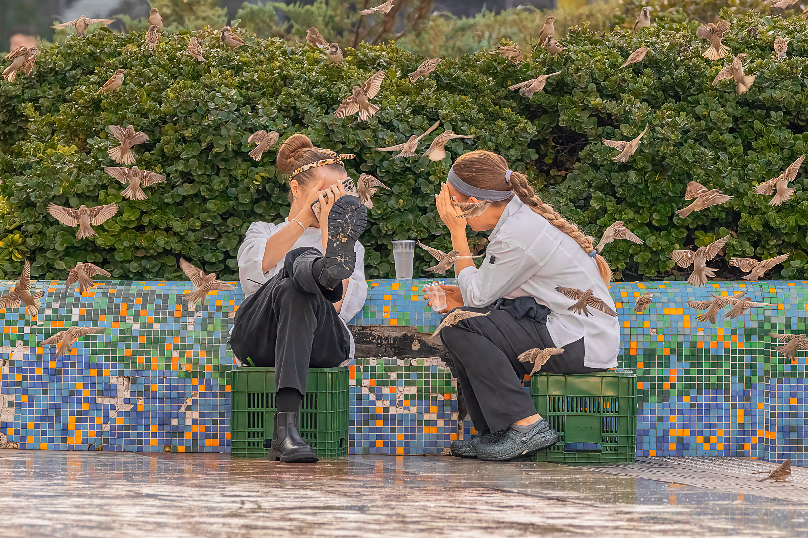 דרורי בית במתקפה