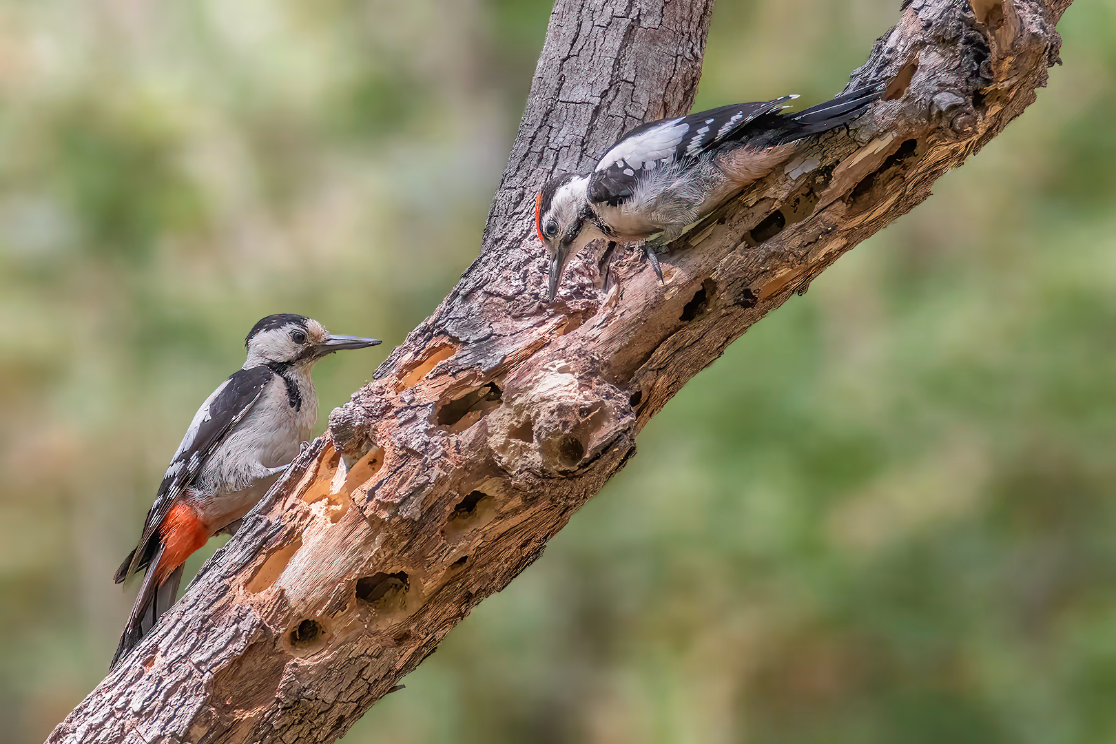 זוג נקרים סוריים נותנים עבודה