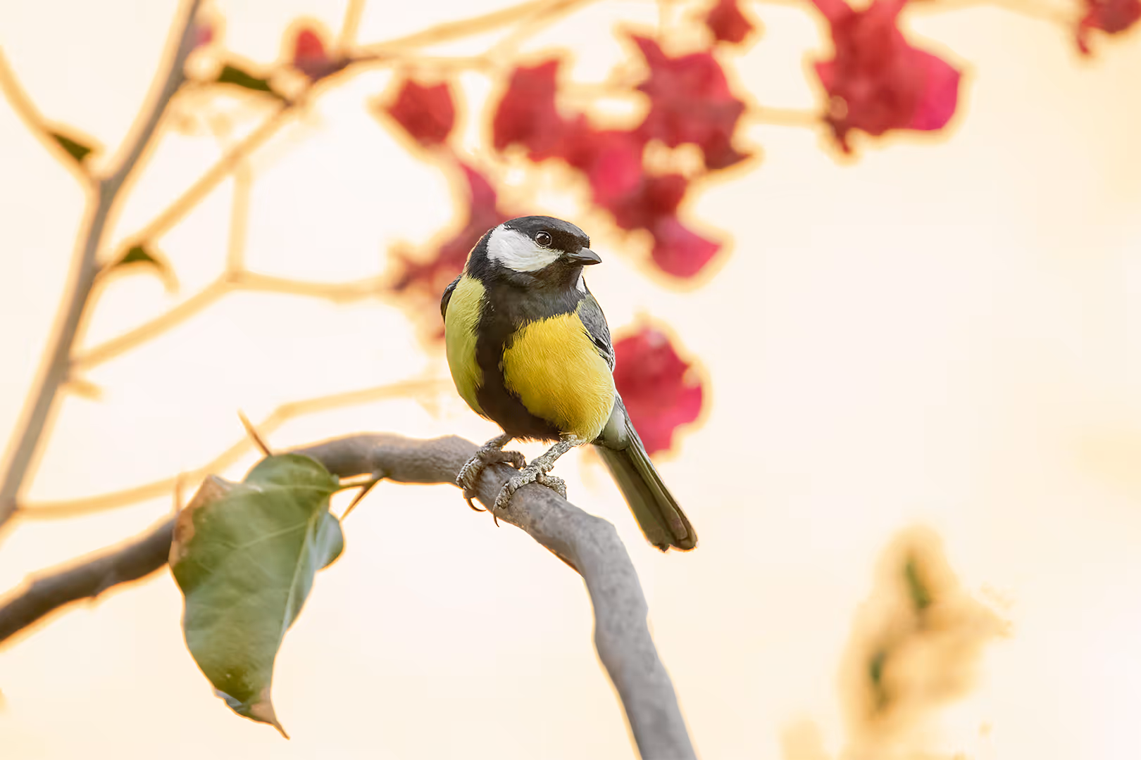 ירגזי מצוי על ענף עם רקע דרמטי
