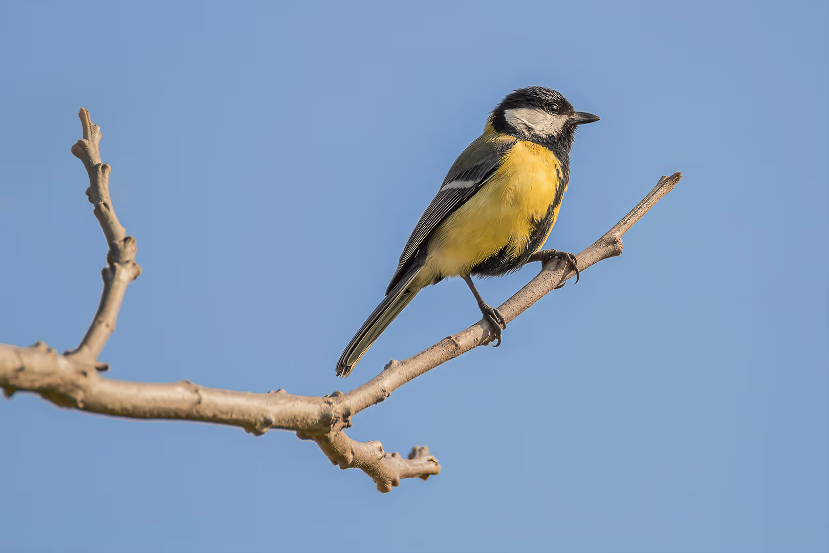 ירגזי מצוי על ענף