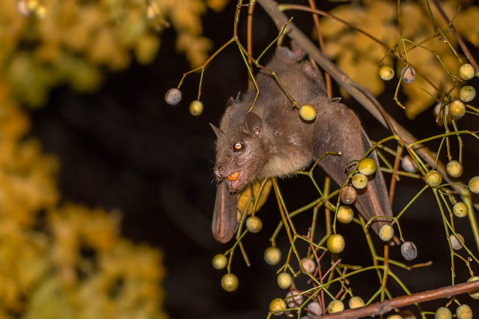 עטלף פירות מצוי עם פרי בפה