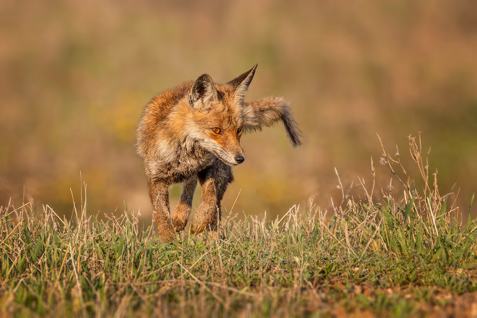 שועל מצוי הולך בעשב