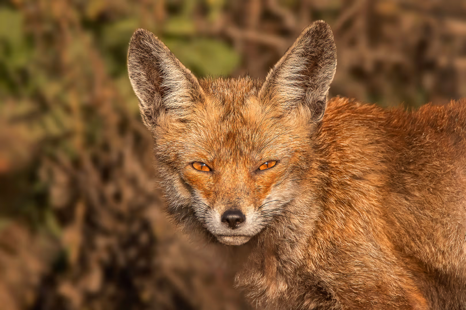 שועל מצוי בתקריב