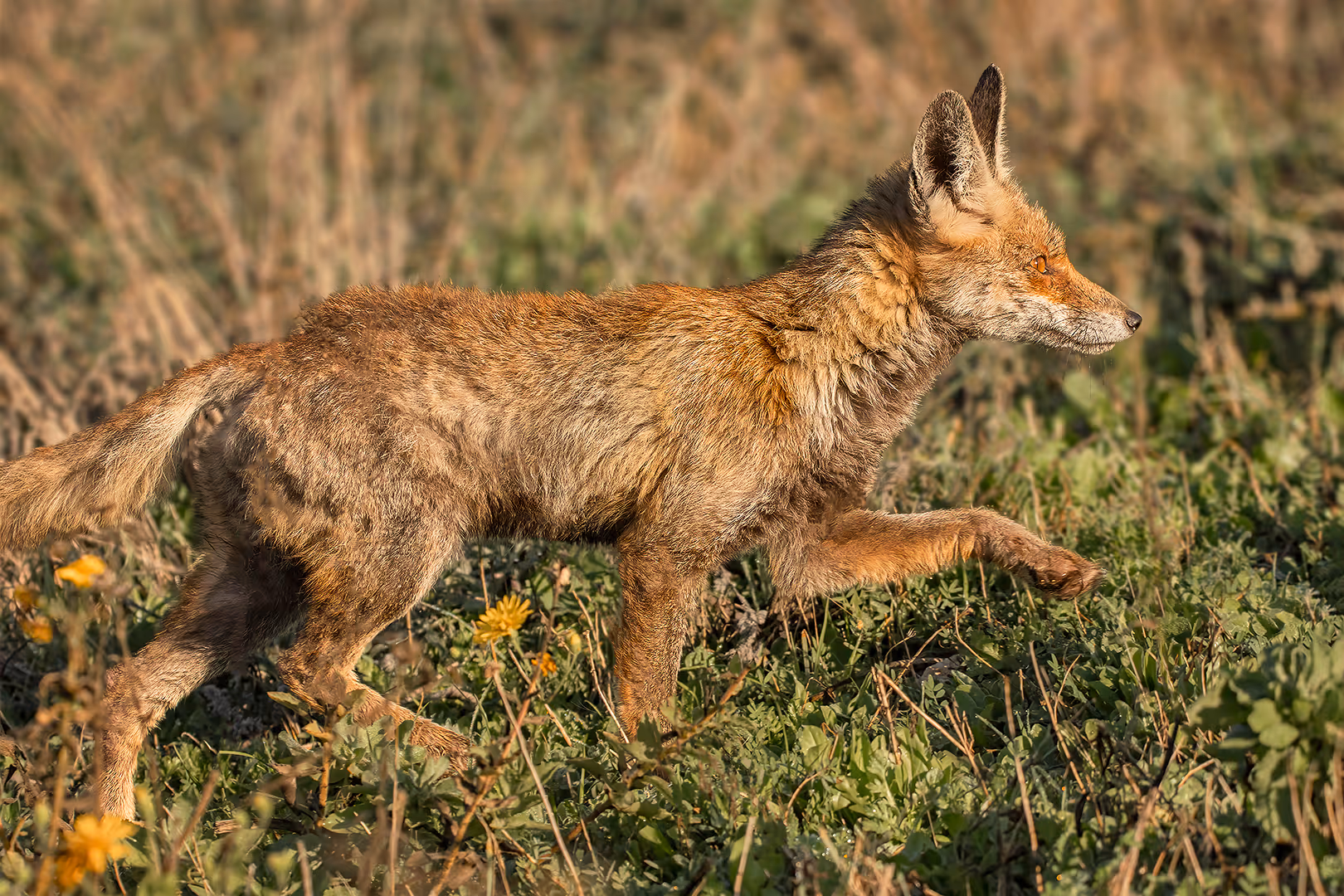 שועל מצוי הולך בעשב