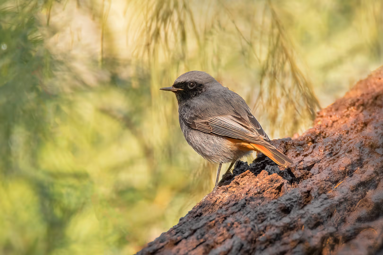 חכלילית סלעים על עץ