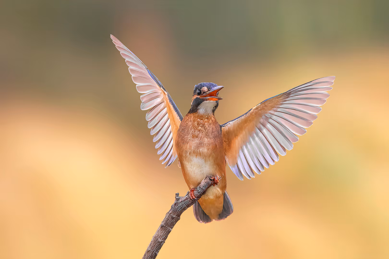 שלדג גמדי על קצה ענף פורש כנפיים ומחייך