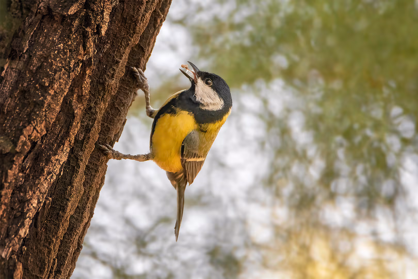 ירגזי מצוי אוכל על עץ