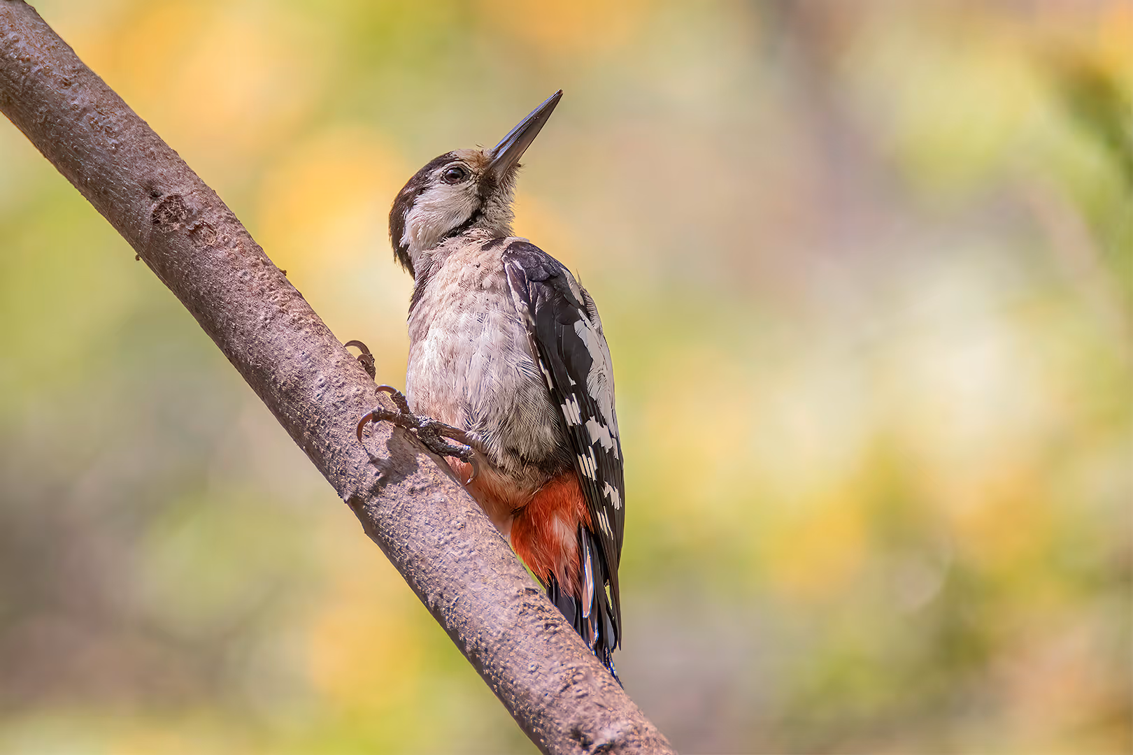 נקר סורי מביט לאחור על ענף