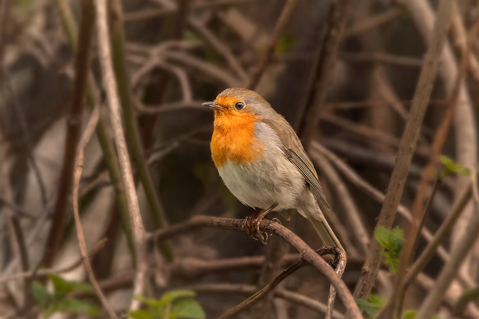 אדום חזה על ענף