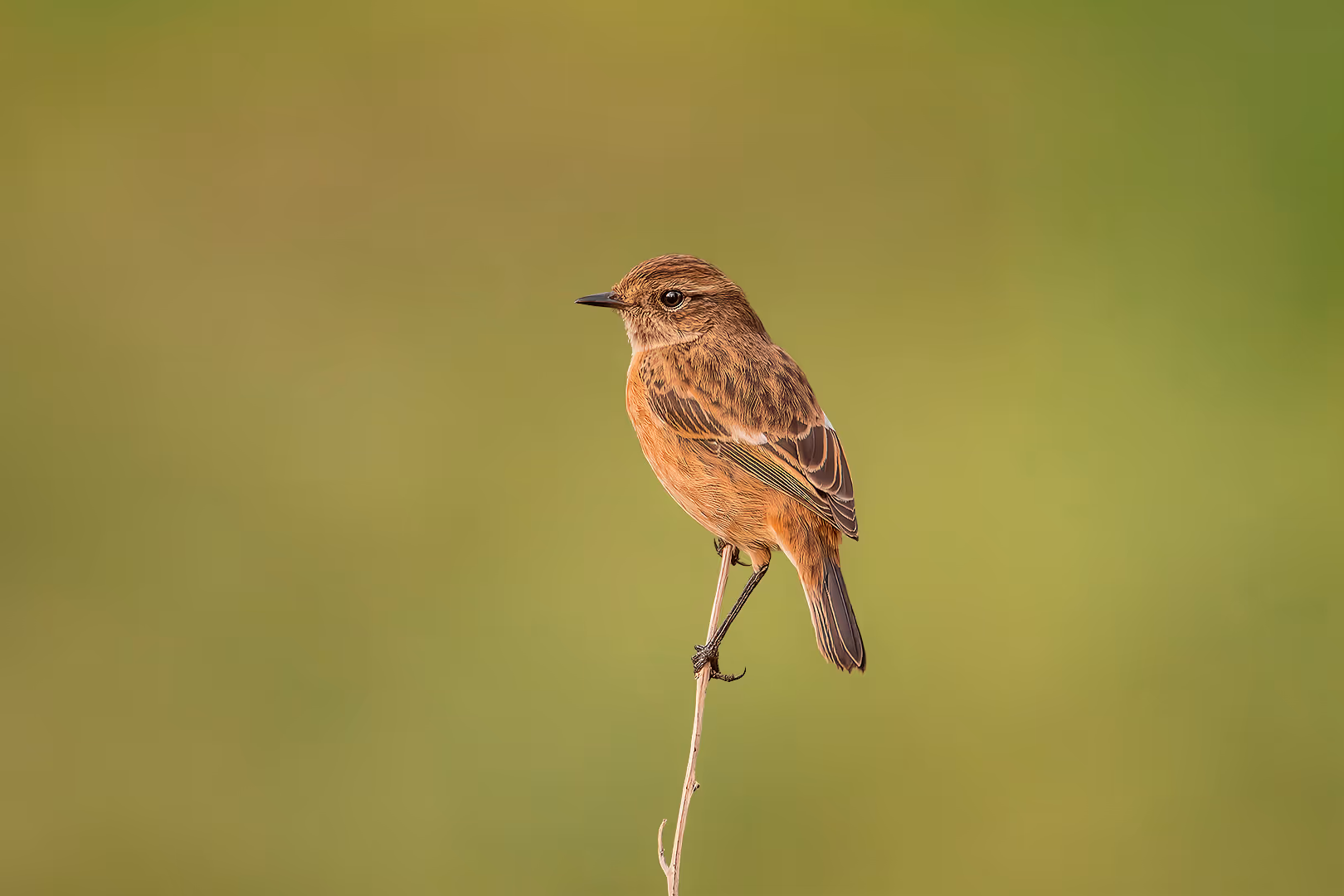 דוחל שחור גרון על ענף דק