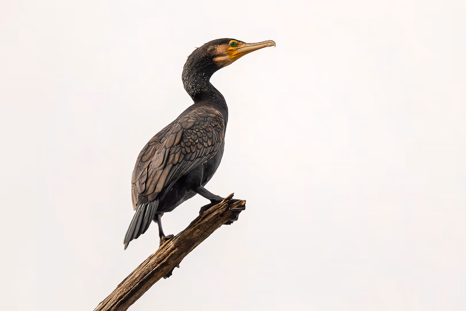 קורמורן גדול על ענף