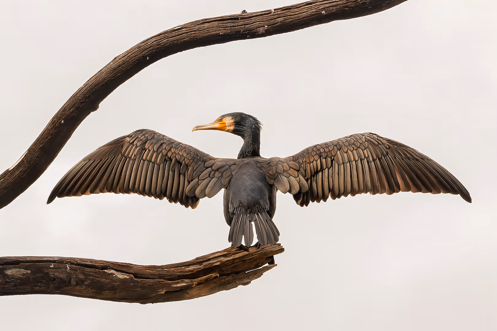 קורמורן גדול פורש כנפיים על ענף 