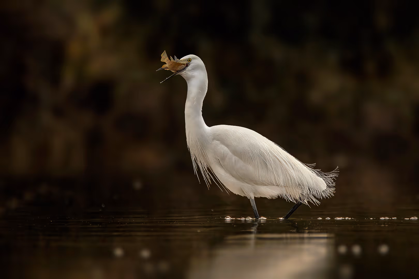 לבנית קטנה במים עם דג