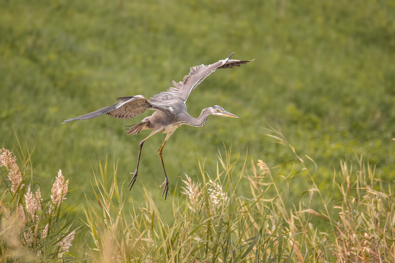 אנפה אפורה בתעופה מעל קני סוף