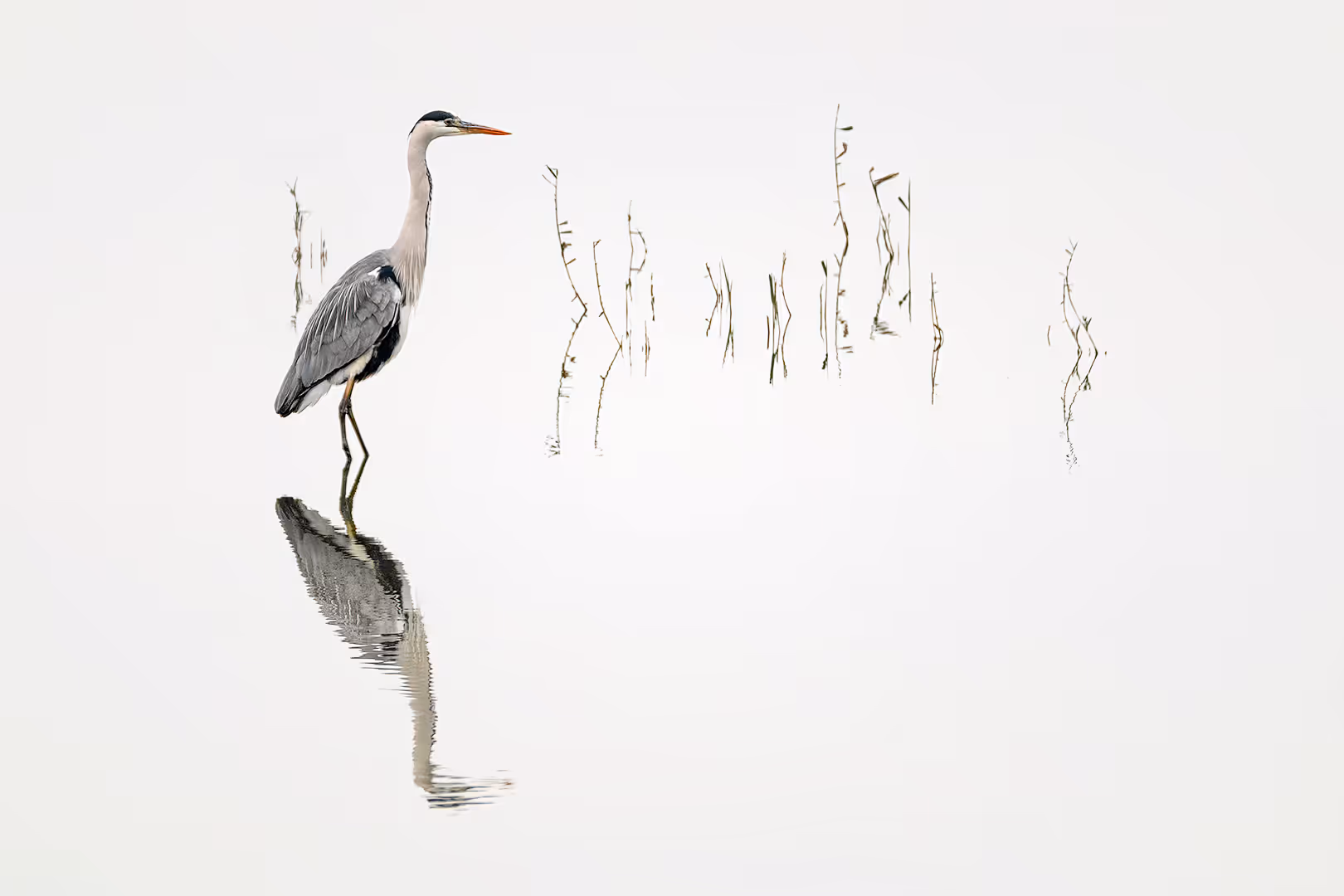 אנפה אפורה על רקע מינימליסטי